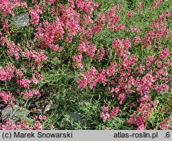 Diascia integerrima