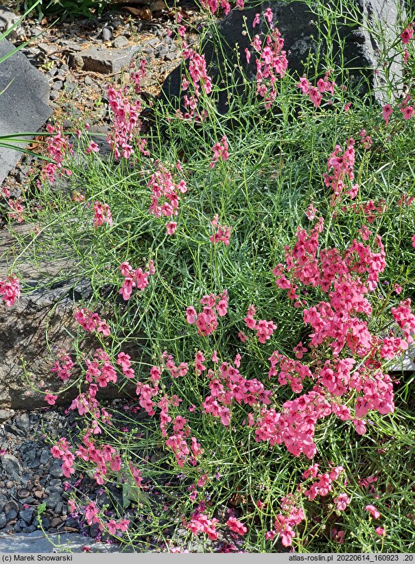 Diascia integerrima
