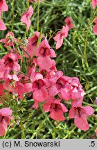 Diascia integerrima