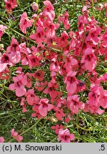 Diascia integerrima