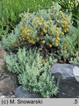Helichrysum trilineatum