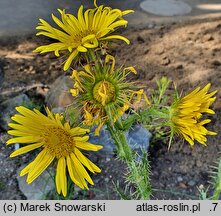 Berkheya multijuga