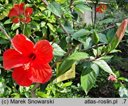 Hibiscus rosa-sinensis (ketmia róża chińska)