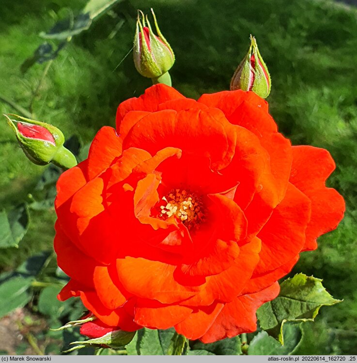 Rosa hort. Brillant Korsar