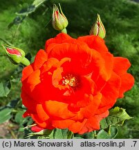 Rosa hort. Brillant Korsar