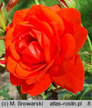 Rosa hort. Brillant Korsar