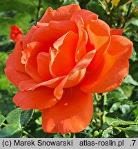 Rosa hort. Alexander
