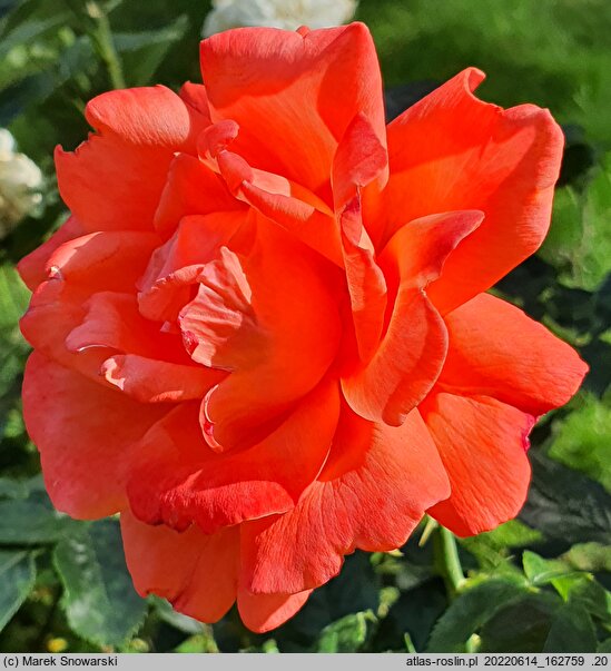 Rosa hort. Alexander