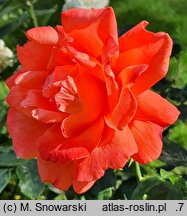 Rosa hort. Alexander