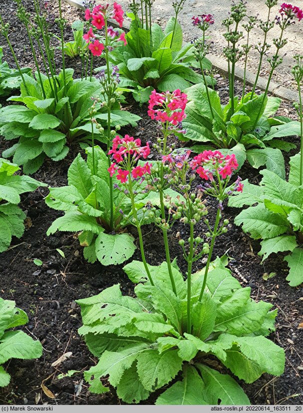 Primula japonica Miller's Crimson