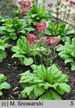 Primula japonica Miller's Crimson