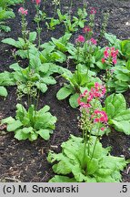 Primula japonica Miller's Crimson