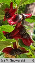 Lonicera involucrata (wiciokrzew skrytoowocowy)