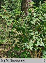 Lonicera involucrata (wiciokrzew skrytoowocowy)