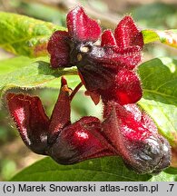 Lonicera involucrata (wiciokrzew skrytoowocowy)