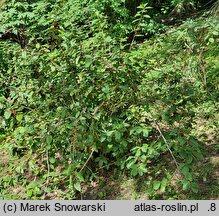 Lonicera involucrata (wiciokrzew skrytoowocowy)