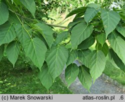 Acer laxiflorum (klon rozpierzchłokwiatowy)