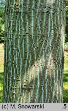 Acer laxiflorum (klon rozpierzchłokwiatowy)