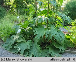 Rheum palmatum (rabarbar dłoniasty)
