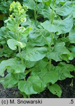 Nicotiana rustica (tytoń bakun)