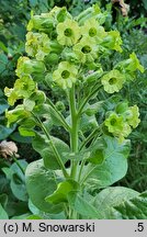 Nicotiana rustica (tytoń bakun)