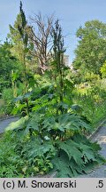 Rheum palmatum (rabarbar dłoniasty)