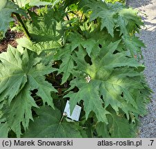 Rheum palmatum (rabarbar dłoniasty)