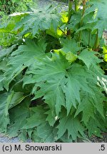 Rheum palmatum (rabarbar dłoniasty)