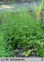 Brassica carinata (kapusta abisyńska)