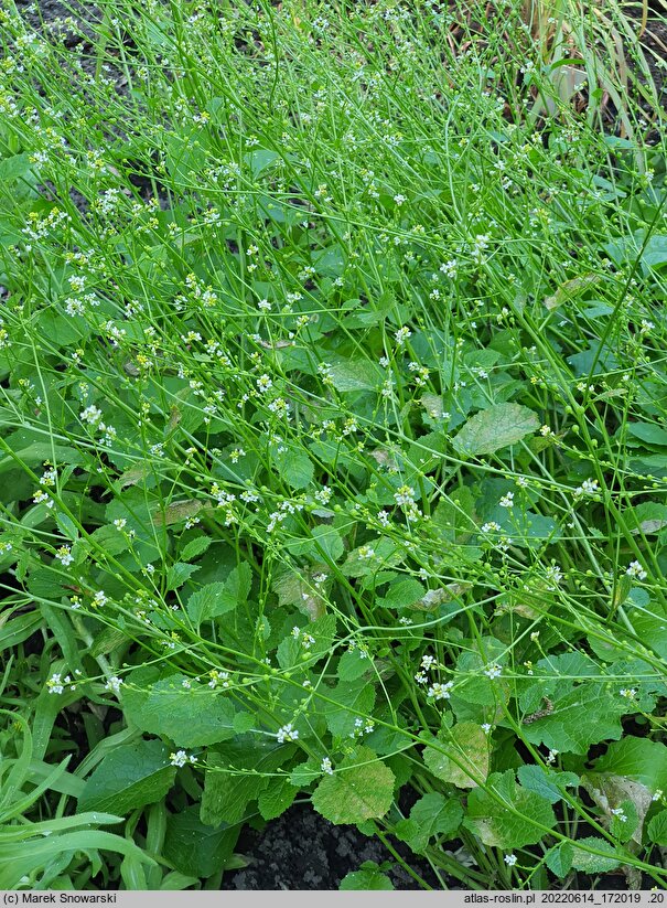 Brassica carinata (kapusta abisyńska)