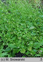 Brassica carinata (kapusta abisyńska)