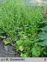 Brassica carinata (kapusta abisyńska)