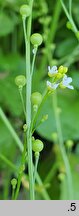 Brassica carinata (kapusta abisyńska)