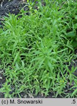 Madia sativa (maziczka siewna)