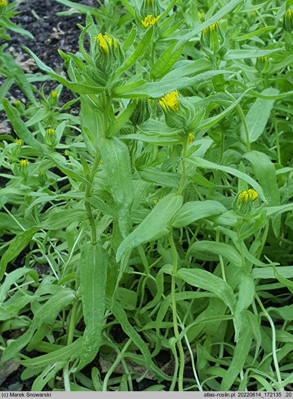 Madia sativa (maziczka siewna)