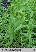Madia sativa (maziczka siewna)