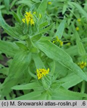 Madia sativa (maziczka siewna)