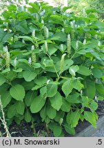 Phytolacca acinosa (szkarłatka jagodowa)