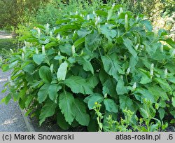 Phytolacca acinosa (szkarłatka jagodowa)