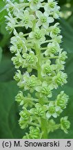 Phytolacca acinosa (szkarłatka jagodowa)