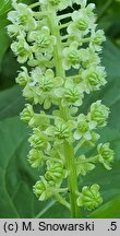 Phytolacca acinosa (szkarłatka jagodowa)