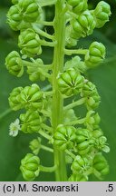 Phytolacca acinosa (szkarłatka jagodowa)