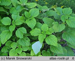 Boehmeria nivea (szczmiel biały)