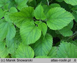 Boehmeria nivea (szczmiel biały)