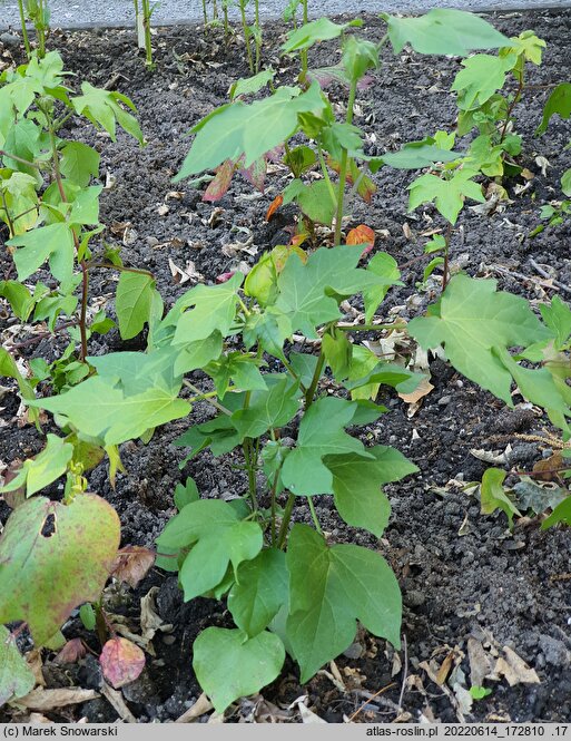Gossypium hirsutum (bawełna kosmata)