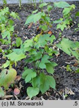 Gossypium hirsutum (bawełna kosmata)