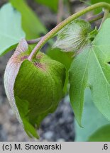 Gossypium hirsutum (bawełna kosmata)