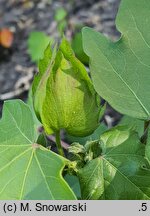 Gossypium hirsutum (bawełna kosmata)