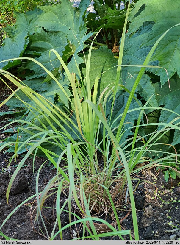 Cymbopogon citratus (trawa cytrynowa)