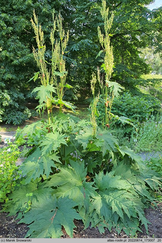 Rheum palmatum (rabarbar dłoniasty)